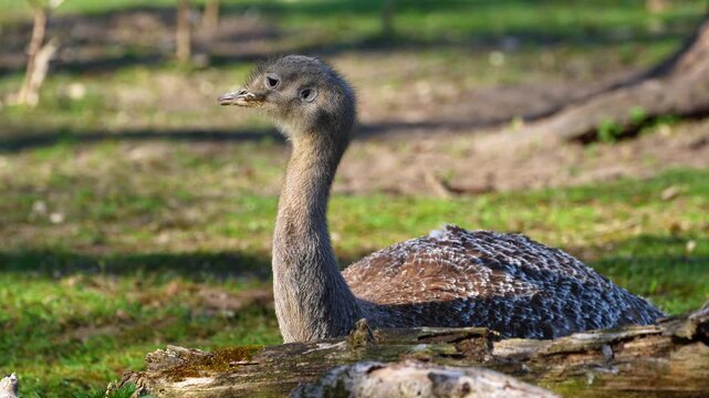 Darwin's rhea, Rhea pennata, also known as the lesser rhea
