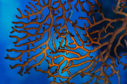 Colorful pattern of orange, red fire coral  dichotoma