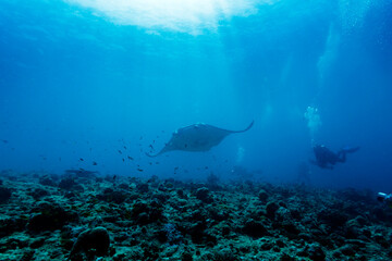 Fototapeta premium Giant manta ray swims over coral reef as divers and photographer watch