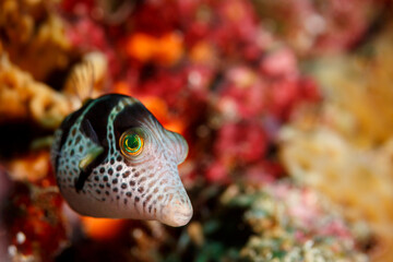 close up of the face of a juvenile puffer fish © Pete Niesen Photo