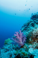 Closeup of red and white tube coral and several other varieties © Pete Niesen Photo