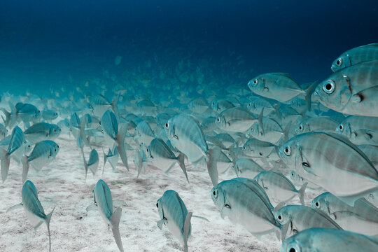 Closeup of large school of silver fish