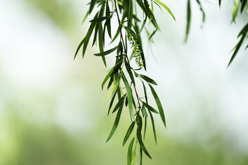 Fototapeta premium Black willow tree branch closeup with blurred background in Texas environment.