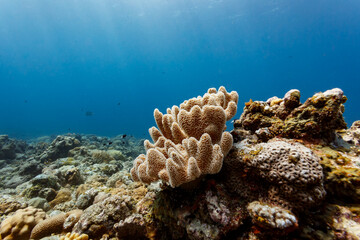 Closeup of sponge and brain coral on reef in Palau © Pete Niesen Photo