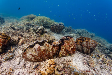 Giant clams on coral reef © Pete Niesen Photo