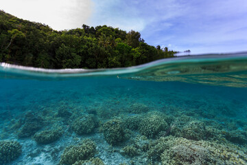 Split shot picture of an island in Palau half underwater and half on top of the water © Pete Niesen Photo