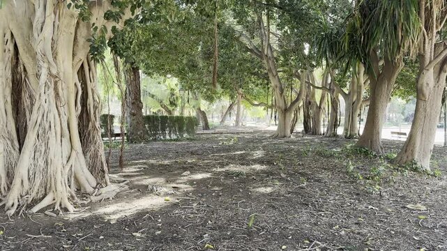 Jardines del Real Viveros Park Valencia Spain Sunny Day Urban Garden View