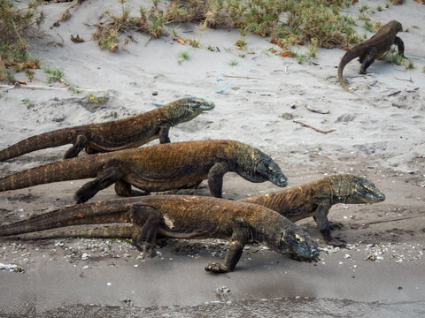 Closeup of group of baby Komodo dragons,Varanus komodoensis, crawling  out of the water