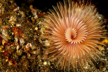 Fototapeta premium Closeup of soft peach color sea feather worm with extended fan, polchaete sabellids,