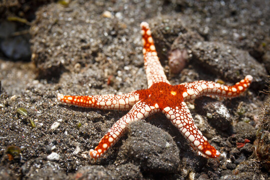 Closeup of a red and white,  peppermint sea star, Fromia monilis, arms outstretched to display pattern