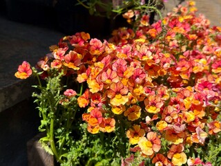 Naklejka premium Nemesia strumosa vibrant ruffled flowers in red-orange and yellow colors.