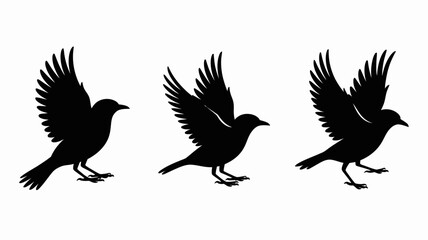 Obraz premium Three black birds flying with open wings in sequence