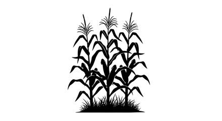 corn stalks silhouette, black and white, agriculture background © Steven