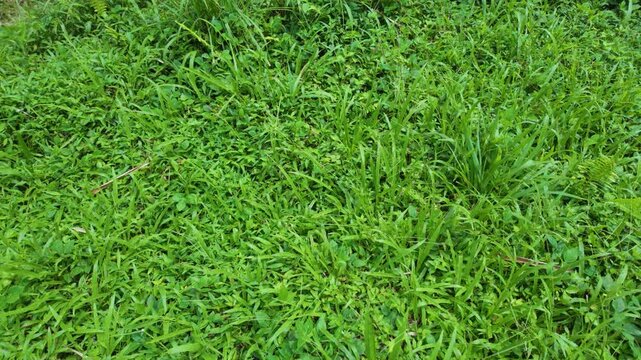 Lush green lawn covered with dense grass showcasing vibrant shades of greenery and natural textures