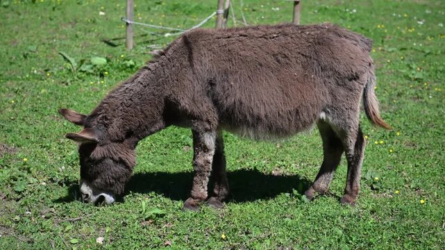 Gray donkey eating fresh grass in a sunny pasture with wildflowers.