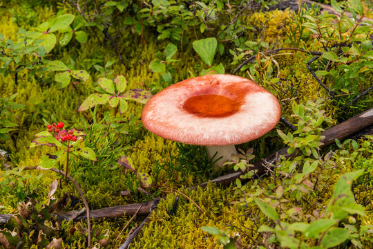Canada, BC, Bowron Lake Provincial Park.  Rainwater fills the cap of a wild mushroom beside the trail to Cariboo Falls.  (russula paludosa)