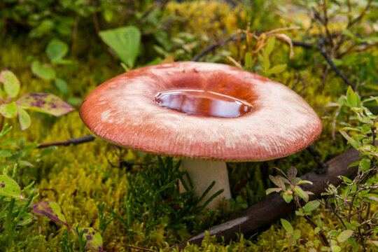 Canada, BC, Bowron Lake Provincial Park.  Rainwater fills the cap of a wild mushroom beside the trail to Cariboo Falls.  (russula paludosa)