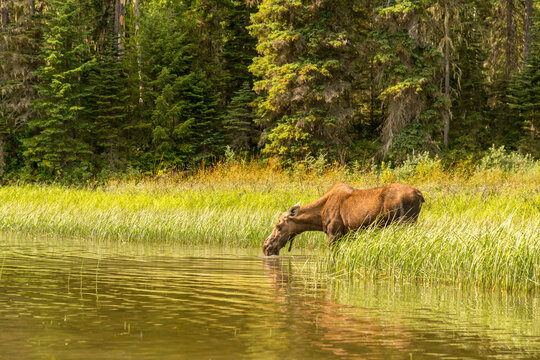 Canada, BC, Bowron Lake Provincial Park. Female moose takes a drink from the Cariboo River