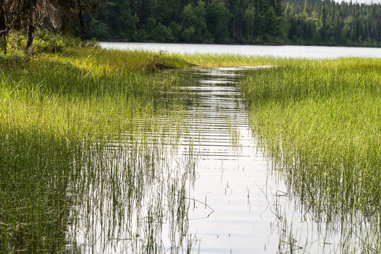 Canada, BC, Bowron Lake Provincial Park.  Passageway through the reeds between Rum Lake and Una Lake in the famous canoe circuit.