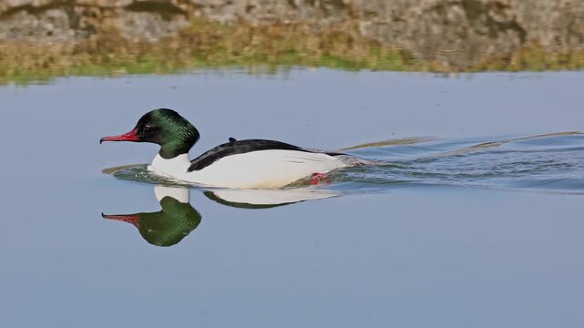 Common Merganser, Goosander, Mergus merganser swimming on the Kleinhesseloher Lake in the English Garden at Munich, Germany