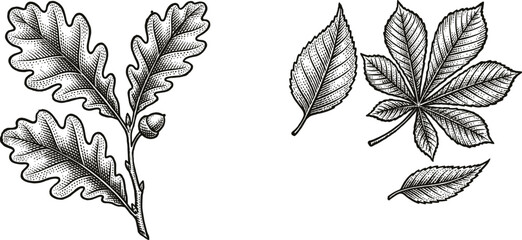 Vintage woodcut style botanical vector illustration featuring oak branch with acorn chestnut and elm leaves isolated on white background for autumn nature design. © JetandroNath
