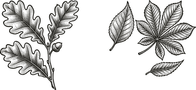 Vintage woodcut style botanical vector illustration featuring oak branch with acorn chestnut and elm leaves isolated on white background for autumn nature design.