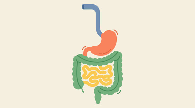 Illustrated human digestive system showing stomach and intestines anatomy.
