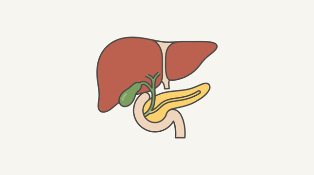 Illustration of Human Liver Pancreas and Gallbladder.