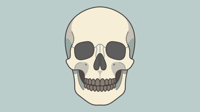 Illustrated human skull cranium front view anatomy.