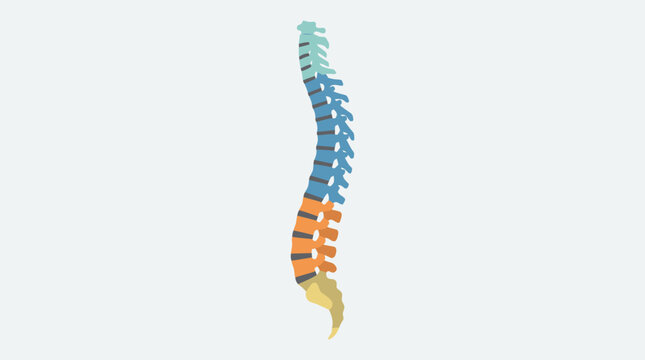 Colorful Anatomical Human Spine Model Showing Vertebrae Segments.