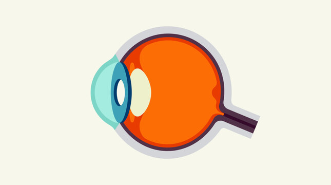 Cross Section Illustration Of Human Eye Anatomy Model.
