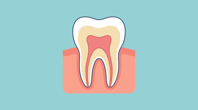 Illustrated Molar Tooth Cross Section Showing Internal Anatomy.