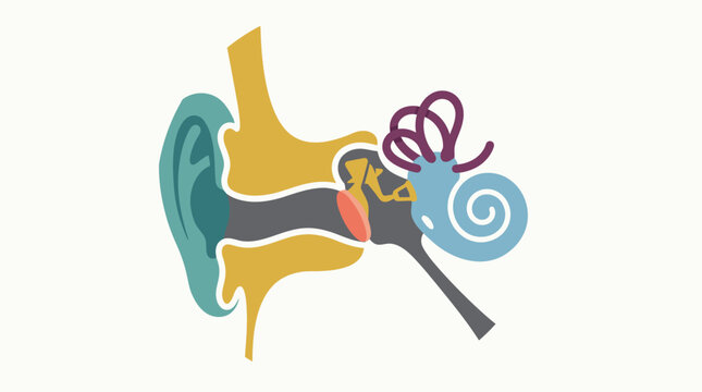 Illustration of Human Inner Ear Anatomy Diagram.