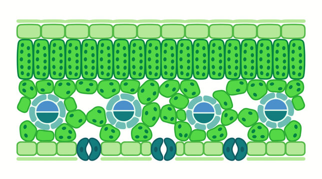 Illustrated plant leaf cell cross section showing structures.