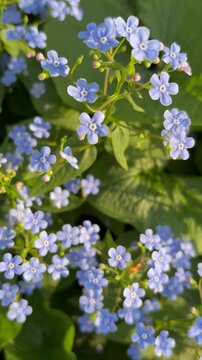 Brunnera macrophylla is a perennial herbaceous plant with small, bright blue flowers.