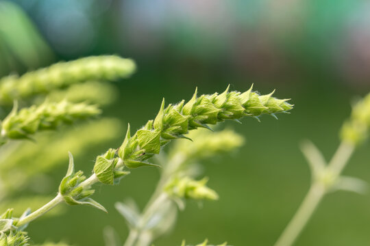 Griechischer Bergtee (Sideritis scardica), ist eine gesch&auml;tzte Heilpflanze, die sich auch im heimischen Garten kultivieren l&auml;sst