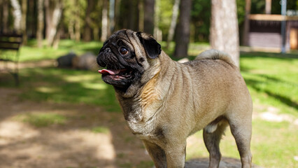 Obraz premium A cute pug is walking through a nature park.