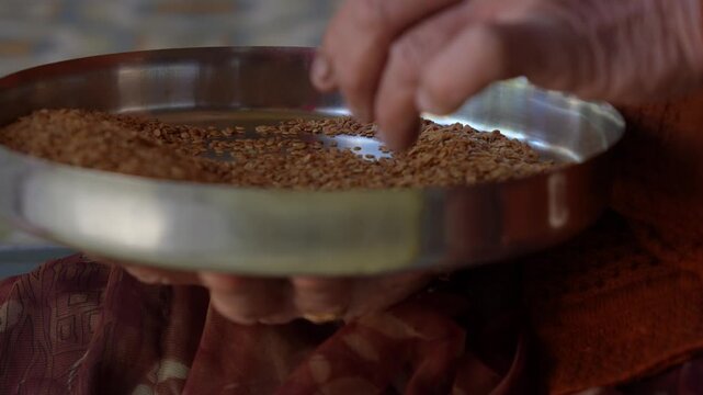 Indian grandmother sorting coriander split seeds in metal plate, 4K video