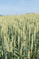 Naklejka premium Wheat ears with a ladybug. Blurred background