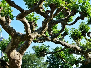 Fototapeta premium A low-angle medium shot showcasing the dense, complex canopy framework of meticulously pruned plane trees. The twisting, gnarled branches feature distinctively mottled camouflage bark and terminate in