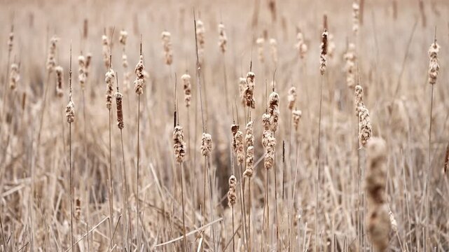 Slow motion panning shot of cattails in a calm marsh wetland with soft natural light and earthy tones.