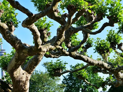 A low-angle medium shot showcasing the dense, complex canopy framework of meticulously pruned plane trees. The twisting, gnarled branches feature distinctively mottled camouflage bark and terminate in