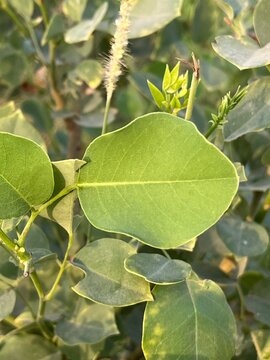 leaves of the Dalbergia sissoo tree, commonly known as Sheesham or Indian Rosewood