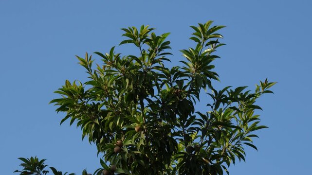 Sapodilla fruits swaying on tree against clear blue sky, 4K video