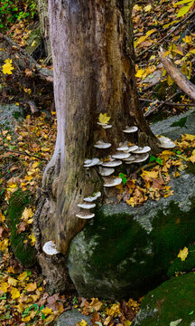 Edinburg, Virginia, Bracket fungi (polypore fungi; Basidiomycota, order Polyporales) growing on the trunk of an old tree