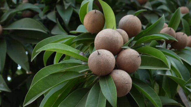 Sapodilla fruits clustered on single branch, 4K video