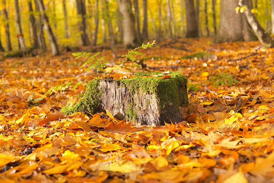 Moosbewachsener Baumstumpf in einem herbstlichen Wald mit bunten Bl&auml;tter und kleinen Farn