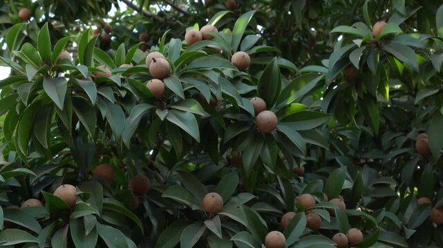 Real-time upward pan through fruit laden sapodilla tree, 4K video