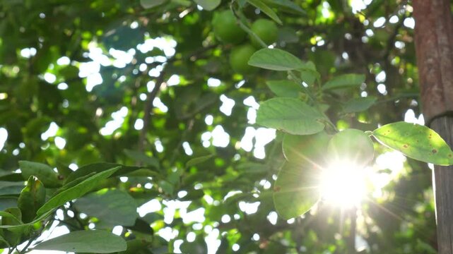 Green Indian lemons with lens flare and bokeh background, 4K video