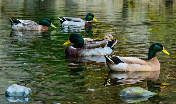 Mallard ducks Anas platyrhynchos rest, forage, and swim in a small river in the area of Edinburg, Virginia